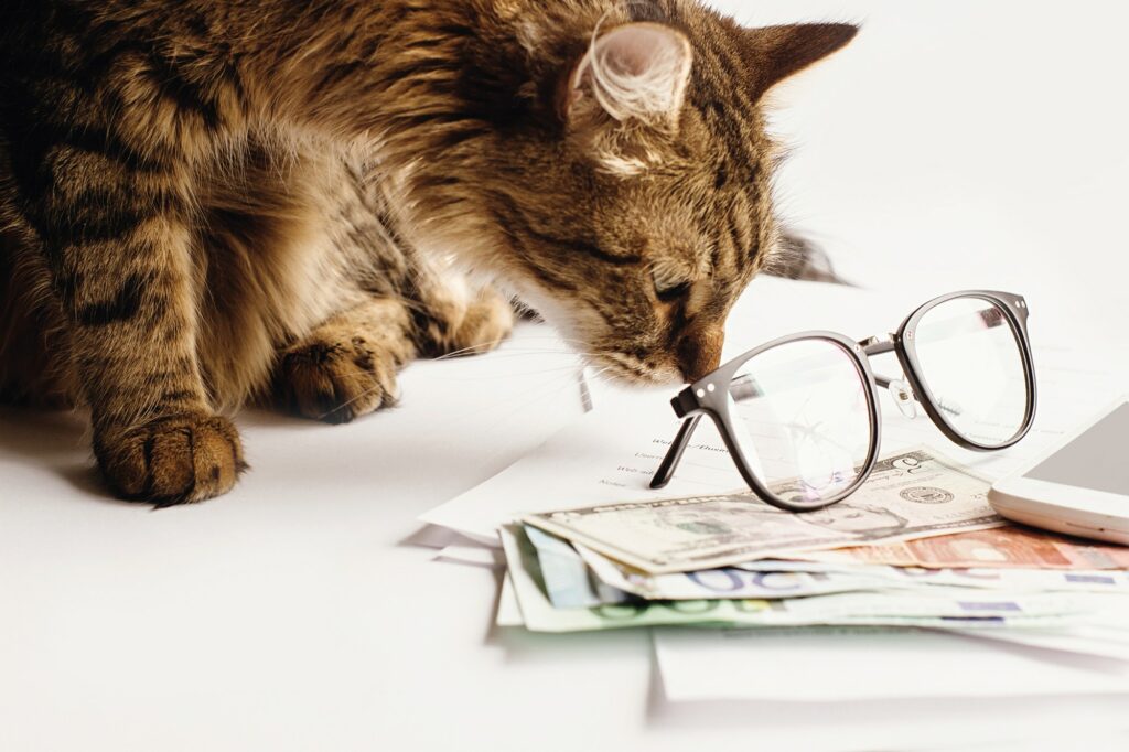 Cute Cat Sitting Sleeping On Table With Glasses Phone And Money