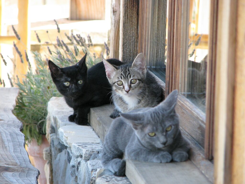 Three different colored kittens sitting on the window sill outside